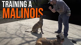 Malinois training! by Second Chance K9 Service Dogs 350 views 1 year ago 4 minutes, 50 seconds