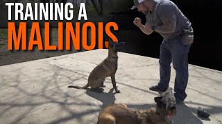 Malinois training!