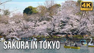 Cherry Blossom in Tokyo 2021 - Sakura Viewing Tour (4K)