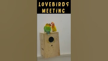 Lovebirds videos #birds #animals #pets #youtubeshorts #shrots #zooathome