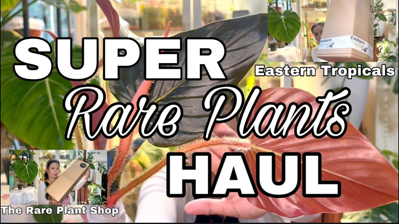 Super Rare Plants HAUL! The Rare Plant Shop+Eastern TropicalsRare