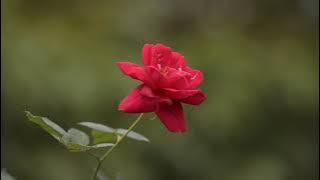 Download lagu Background Video Bunga Mawar Merah | Rose Video Background