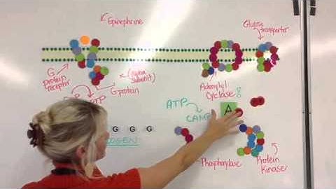 Epinephrine signal transduction