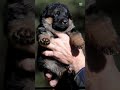 German shepherd baby to adult transformation