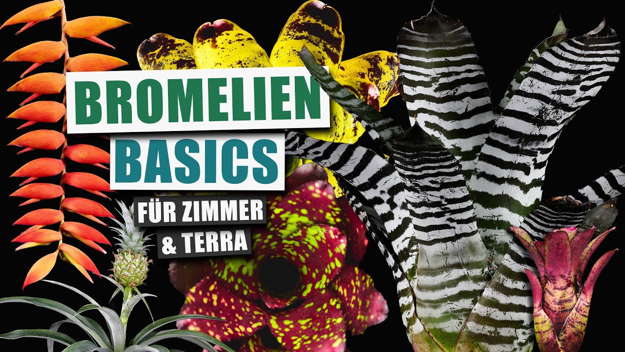 Bromelien Basics: Pflegen, Vermehren & mehr