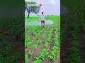 Spraying Medicine On Soybean Crop | #shorts #kisan