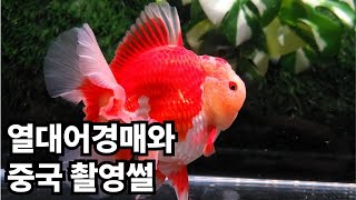 열대어 경매와 관상어박람회 품평회 이야기