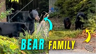 Wild Black Bear Family Roams Through a Neighborhood