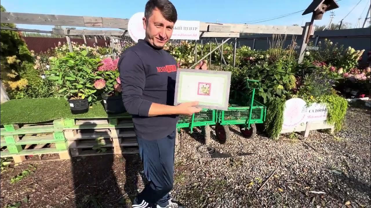 Лучшая низкорослая гортензия в Мире, Little Fraise и Little Fresco ...