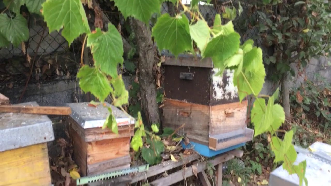 Arpa eléctrica - evidências - STOP VESPA ASIÁTICA