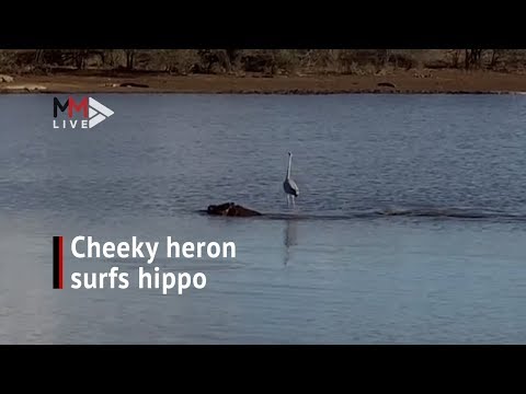 Surf's up! Cheeky grey heron takes a ride on hippo's back in Kruger