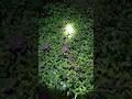 What I Saw with a Torch at Midnight 🔦”😱 | Night Hide#NightHide #NightExploration #Short