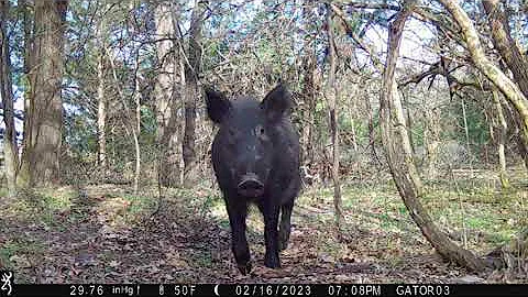 Trail Cameras - Bobcat and Wild Hogs