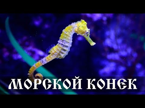 Морской Конек - интересные факты