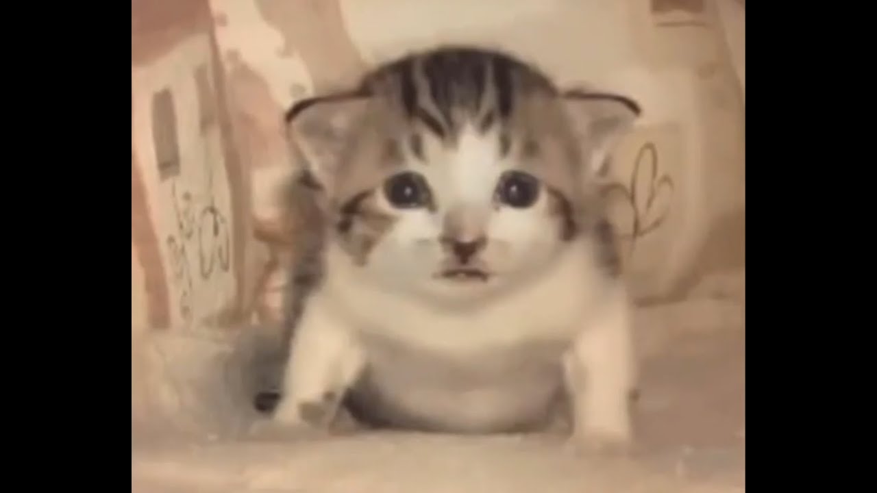 Reasons why you should get a cat youtube