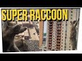 WS - Daring Raccoon Scaled HUGE Office Tower ft. DavidSoComedy