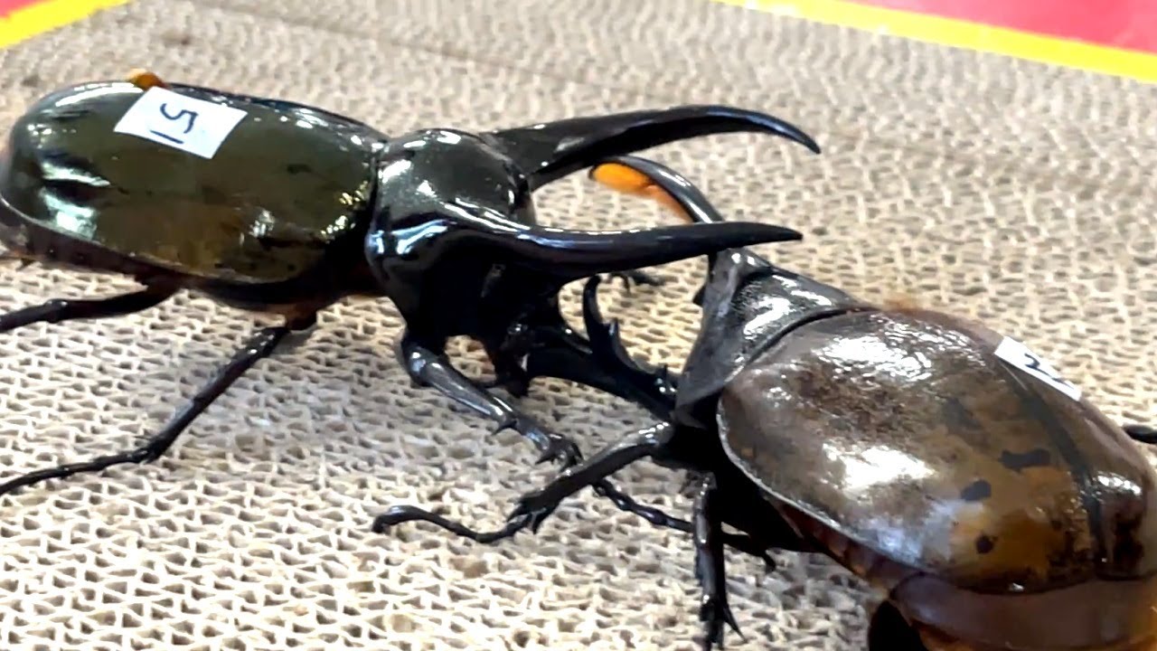 2025年最初の最強決定戦!カブトムシクワガタ相撲大会 第5回ムシバト杯 