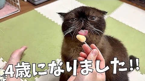 Watch the video about Cute but ugly cat [Exotic Shorthair] celebrates his 4th birthday with a tumbler ice cream