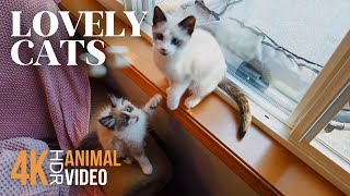 Lovely Cats in 4K HDR - Carefree Days of Furry Pets - Stress Relief Animal Video by Animals and Pets 355 views 2 weeks ago 1 hour