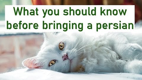 What you should know before bringing a PERSIAN CAT ? 2021