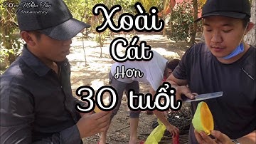 Thu hoạch cây xoài cát hơn 30 năm tuổi | Bợm Miền Tây - Tập 97