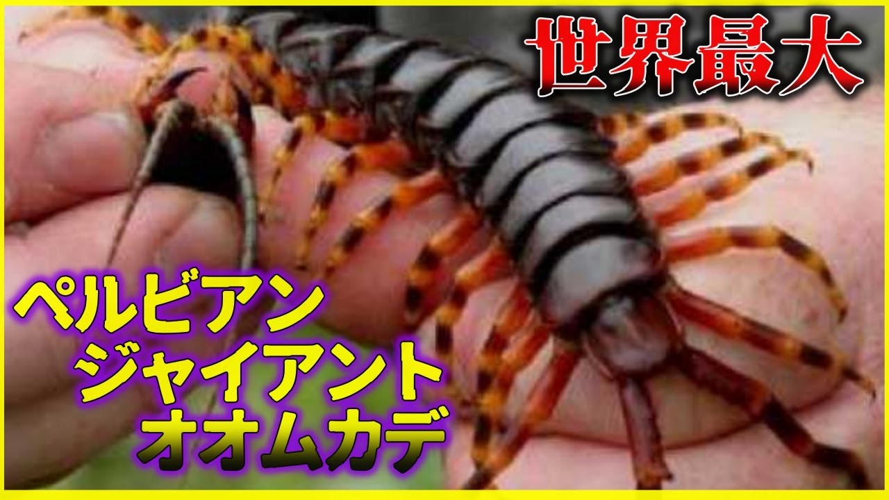 ゆっくり解説 世界最大のムカデ ペルビアンジャイアントオオムカデ Youtube