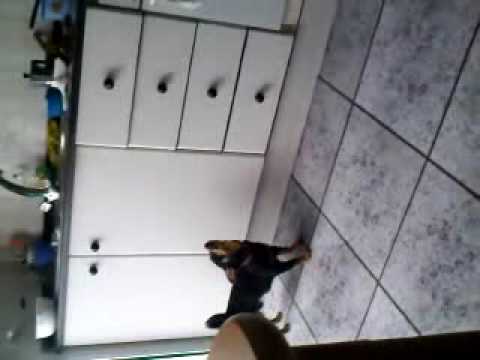 Perro cabron - beethoven