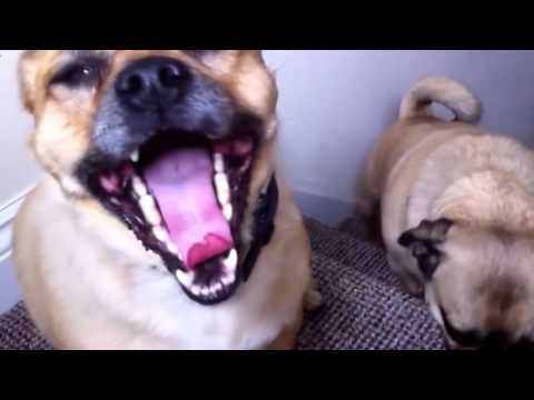 Video: Sinechijos šunims - Šuns Akių Problema - Vilkdalgio Adhezijos