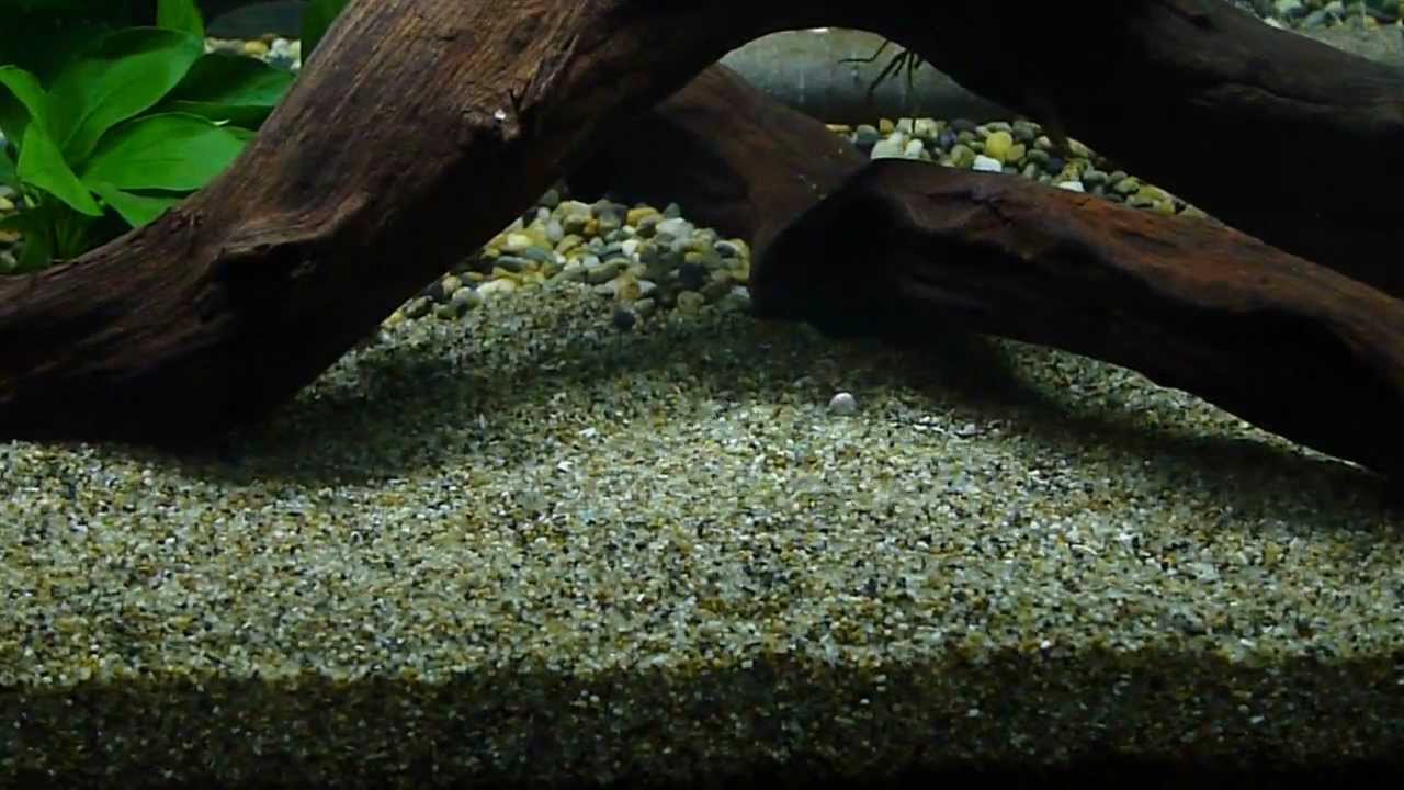 アクアリウム始めました 新しい水槽購入 湧き水挑戦