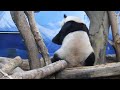 20221027 窩頭擊落突上架 圓仔生氣跳三下(午餐) Giant Panda Yuan Zai