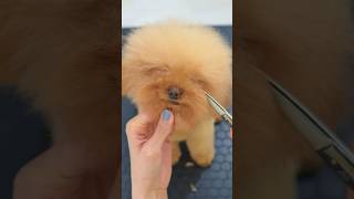 Cutting fluffy ASMR / フワフワの毛をバッサリカット #shorts