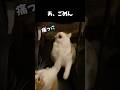 猫の面白すぎる行動w