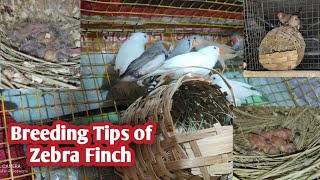 Breeding Tips for Zebra Finches / Colony vs. Separate Cage Breeding / Zebra Finch Chicks