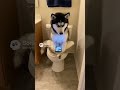POV: You’re Waiting for the Bathroom… and This Is Who’s Inside 🐶📱 #funnydog #husky