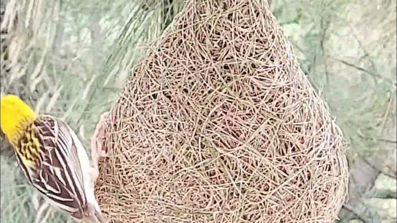 sparrow-making-nest-nature-youtube
