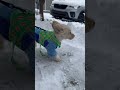 #puppy #snow #cute #dog