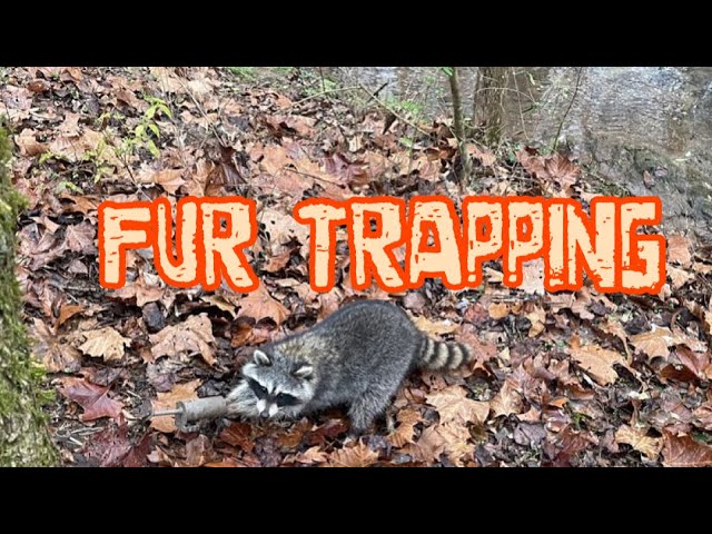 Dog Proof Traps - Trapping Today