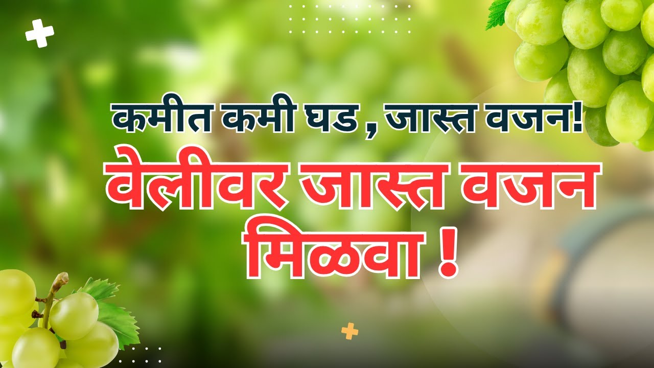 द्राक्ष बागेत कमी घड ? एकरी वजन वाढवण्यासाठी संपूर्ण मार्गदर्शन | Grapes Weight Increase Tips 2025