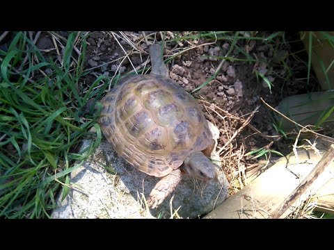 Video: Russische Landschildkröte - Agrionemys Horsfieldii Rasse Hypoallergen, Gesundheit Und Lebensdauer