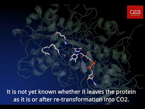 Video: Drop-in Biobrandstofproductie Met Behulp Van Vetzuur Photodecarboxylase Van Chlorella Variabilis In De Oliehoudende Gist Yarrowia Lipolytica