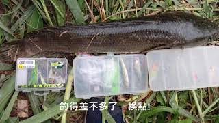 高雄路亞(後勁溪蓮池潭吳郭魚泰國鱧三間珍珠石斑)