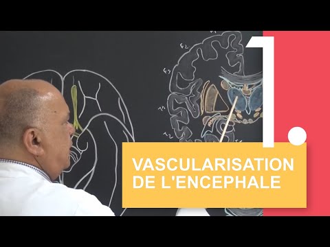 Vascularisation de l'encéphale : cours et applications