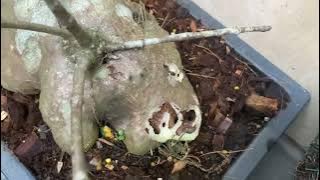 TRIVIA SARANG SEMUT (HYDNOPHYTUM & MYRMECOPHYTE LAINNYA)