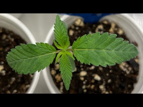 🌱💧 Garden Update & Water Time...