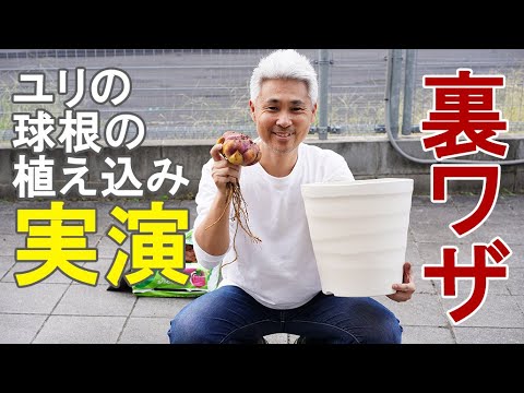 超簡単 ユリ カサブランカ の球根の植え付け方 裏ワザ たくさん咲かせるテクニック Youtube