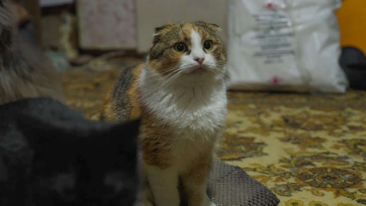 Honden en katten opvang is wanhoop nabij