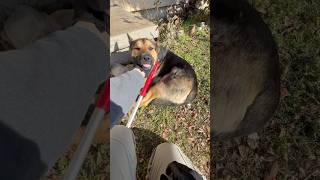 Call came in for an aggressive German shepherd chasing someone's grandkids. #cutedog #animals #cute