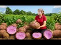 Harvesting Process -- Harvest 1000kg of Giant Purple Yam tubers to sell at the market