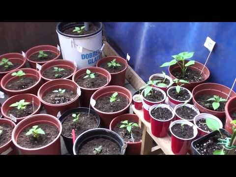 Video: Chili-plante, Der Skal Dyrkes I Det Ydre Rum