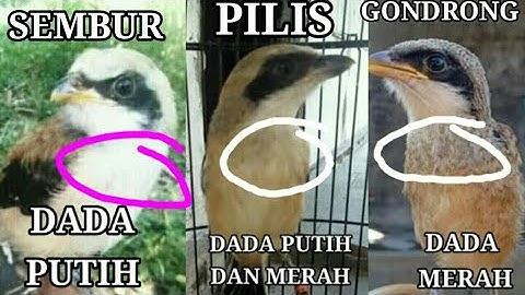 Jenis burung cendet daput damer  . Gondrong pilis sembur